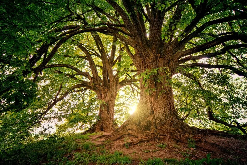 connexion-arbre