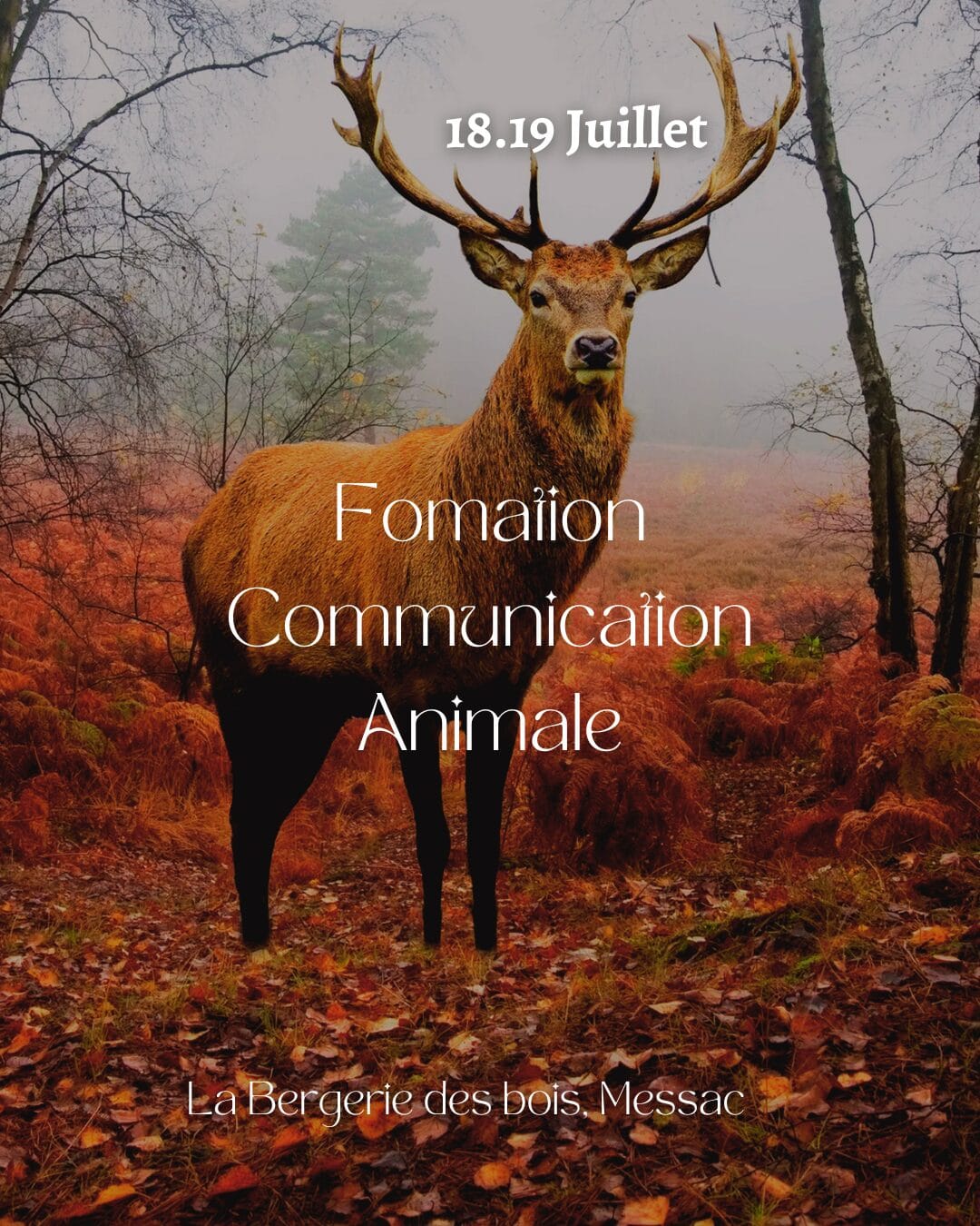 Formation communication animale Messac Formation communication animale Messac
